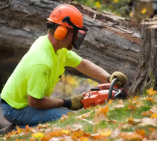 tree services Shively